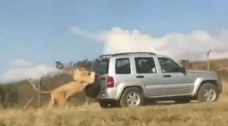 il leone e il suv