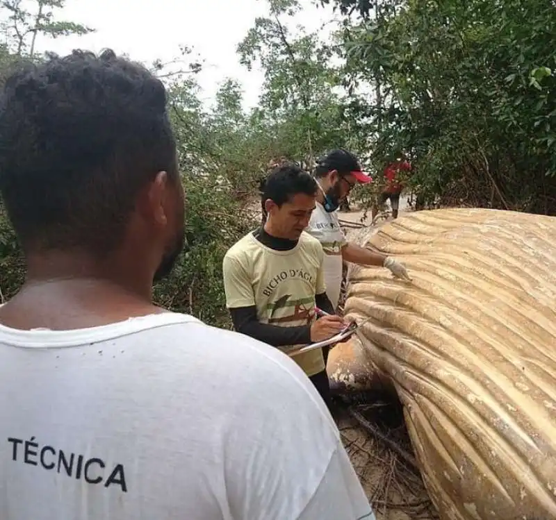 balena nella foresta in brasile 2