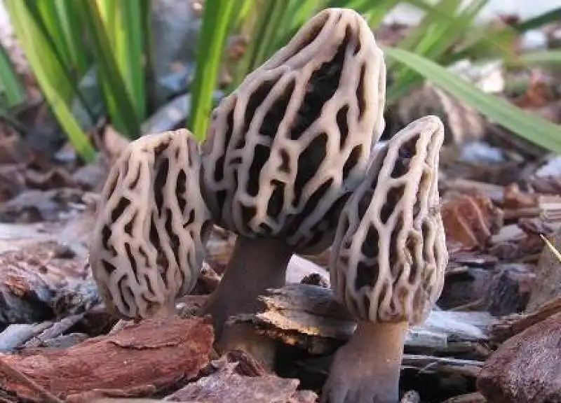 morchella 4