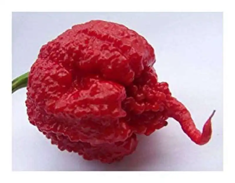 peperoncino carolina reaper 