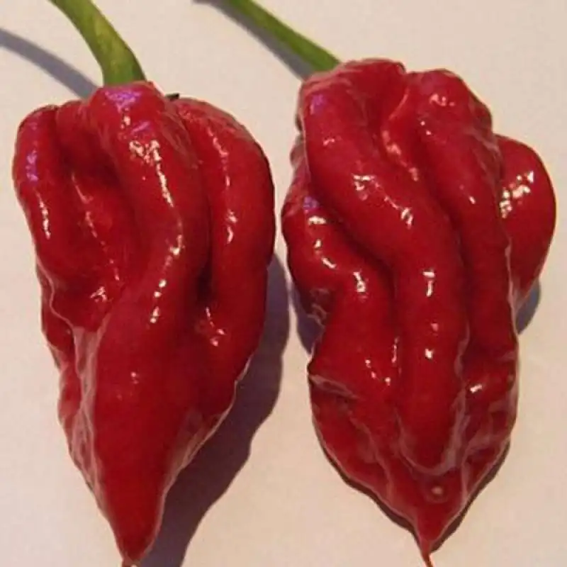 peperoncino naga viper 