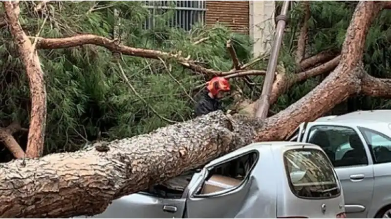 pino roma viale mazzini