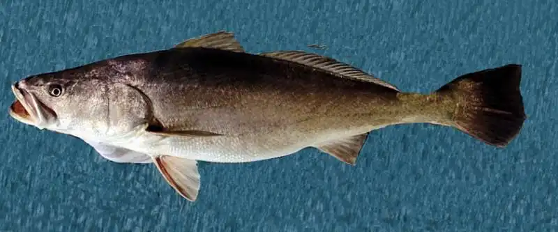 totoaba 9