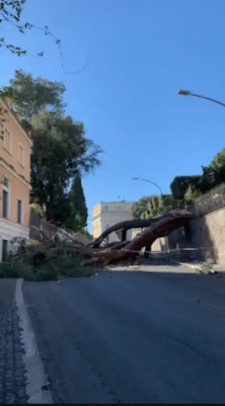 vento albero gianicolo