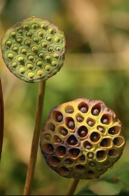 water lily seed 3