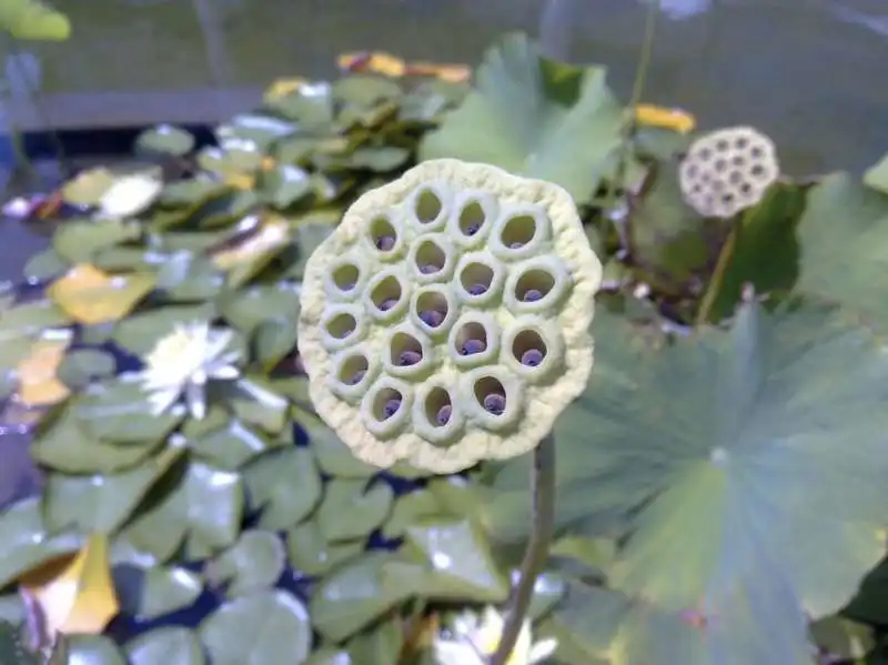 water lily seed 4