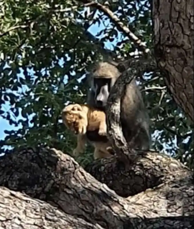 babbuino e cucciolo di leone 3