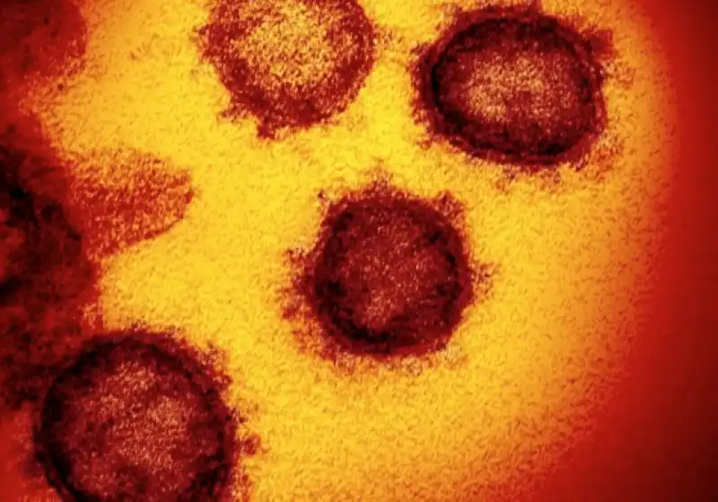 coronavirus