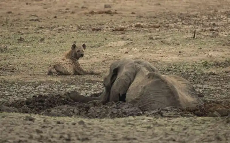 iene si mangiano un piccolo elefante 11