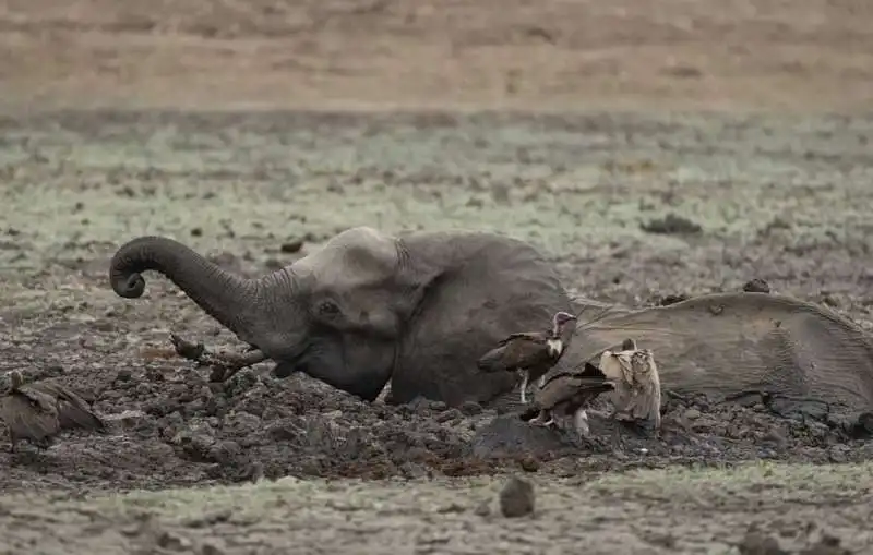 iene si mangiano un piccolo elefante 13