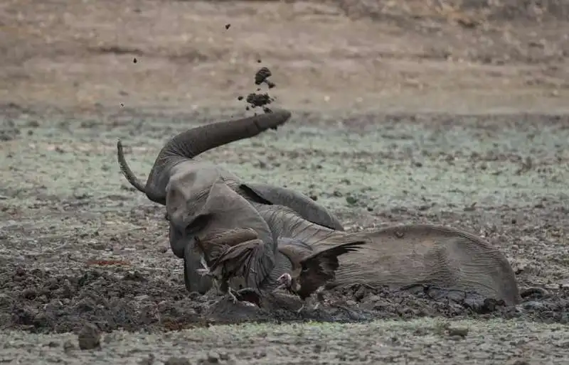 iene si mangiano un piccolo elefante 14