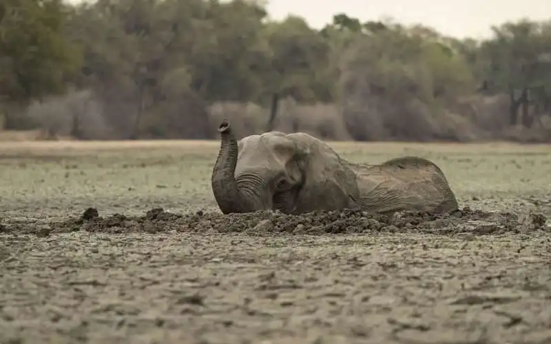 iene si mangiano un piccolo elefante 2