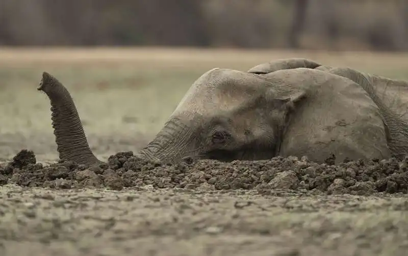 iene si mangiano un piccolo elefante 3