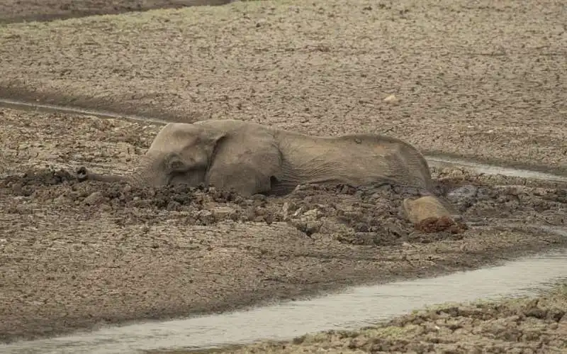 iene si mangiano un piccolo elefante 8