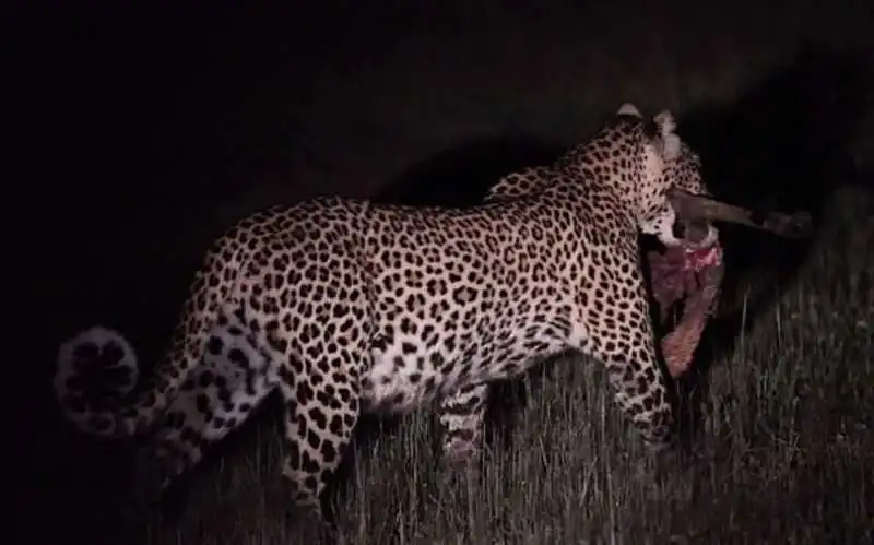 leopardo ruba cibo a un coccodrillo 10