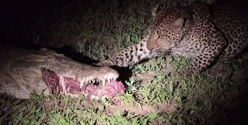 leopardo ruba cibo a un coccodrillo 2