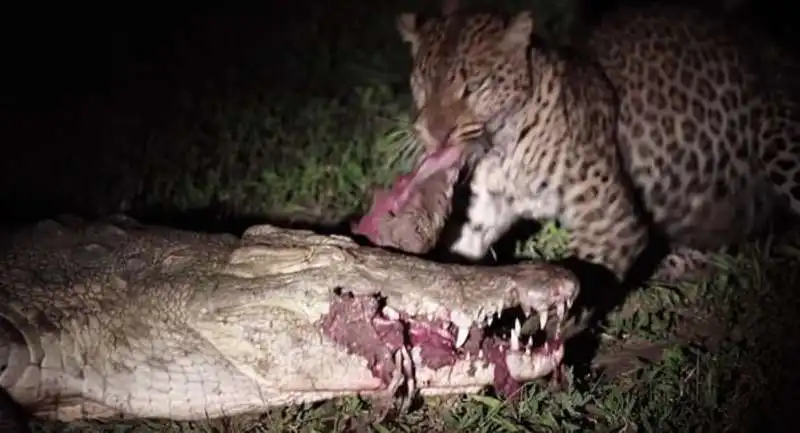 leopardo ruba cibo a un coccodrillo 4