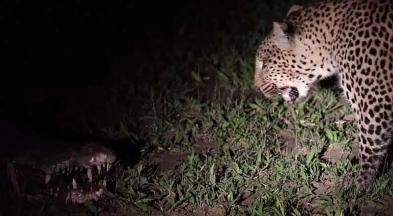 leopardo ruba cibo a un coccodrillo 8