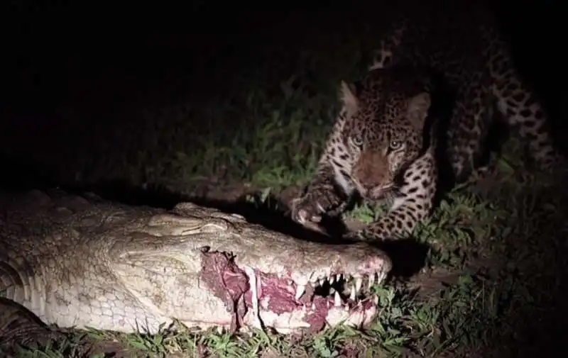 leopardo ruba cibo a un coccodrillo 9