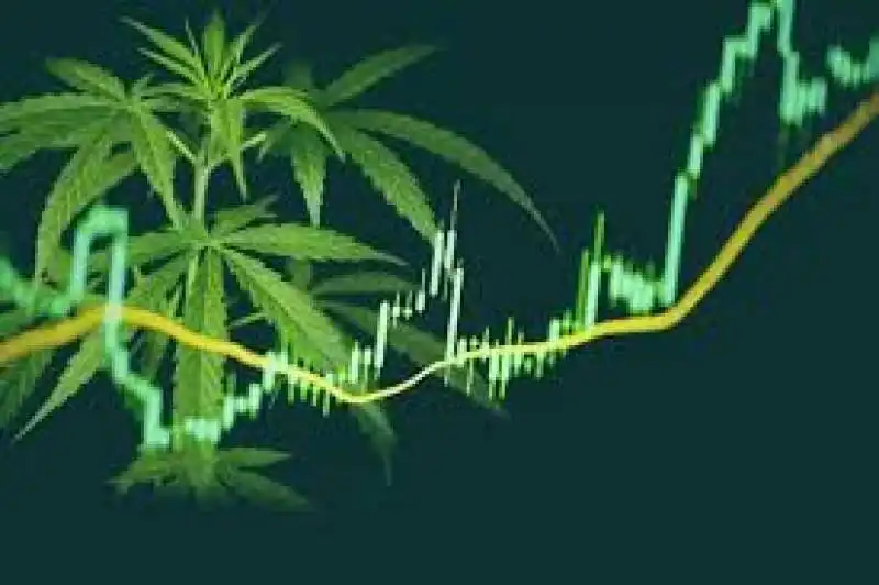 cannabis stocks 4