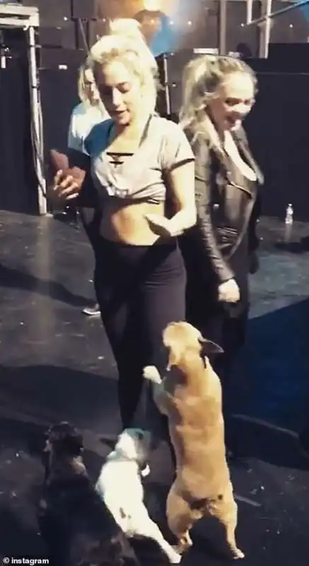 lady gaga con i suoi cani koji, miss asia e gustav  