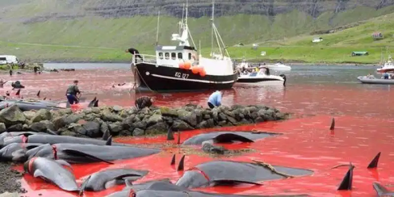 caccia alle balene in norvegia 1