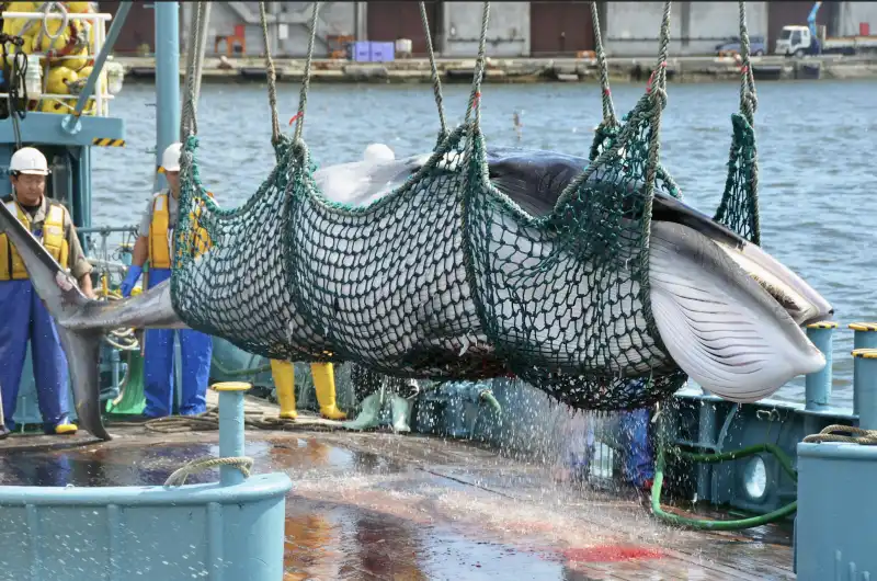 caccia alle balene in norvegia 5