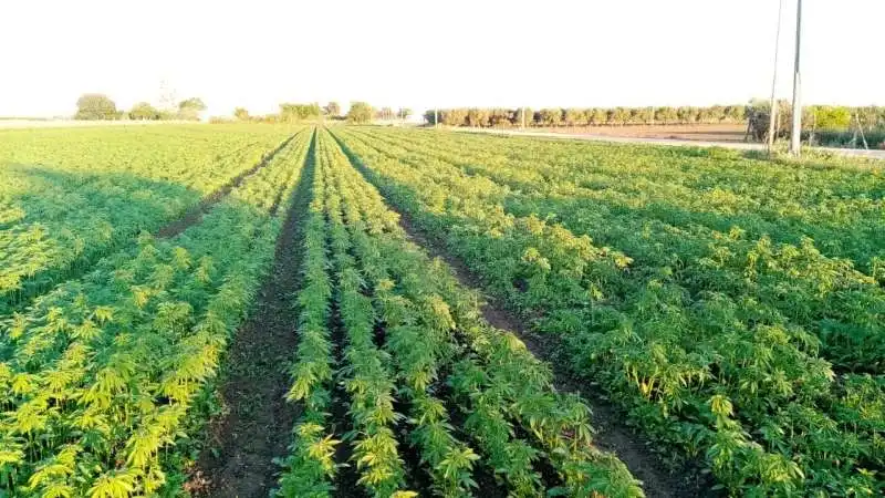 consorzio agricolo bio hemp farming di cerignola 3