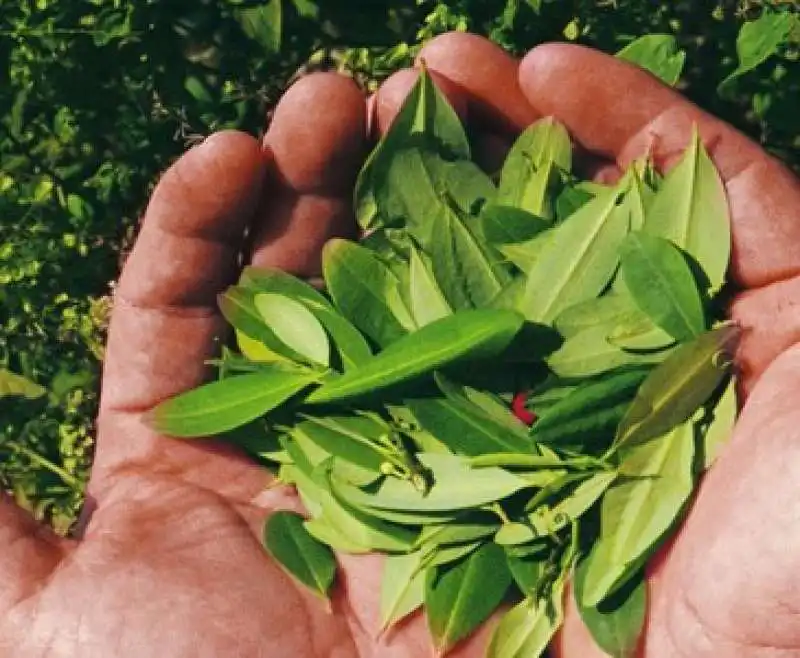 foglie di coca