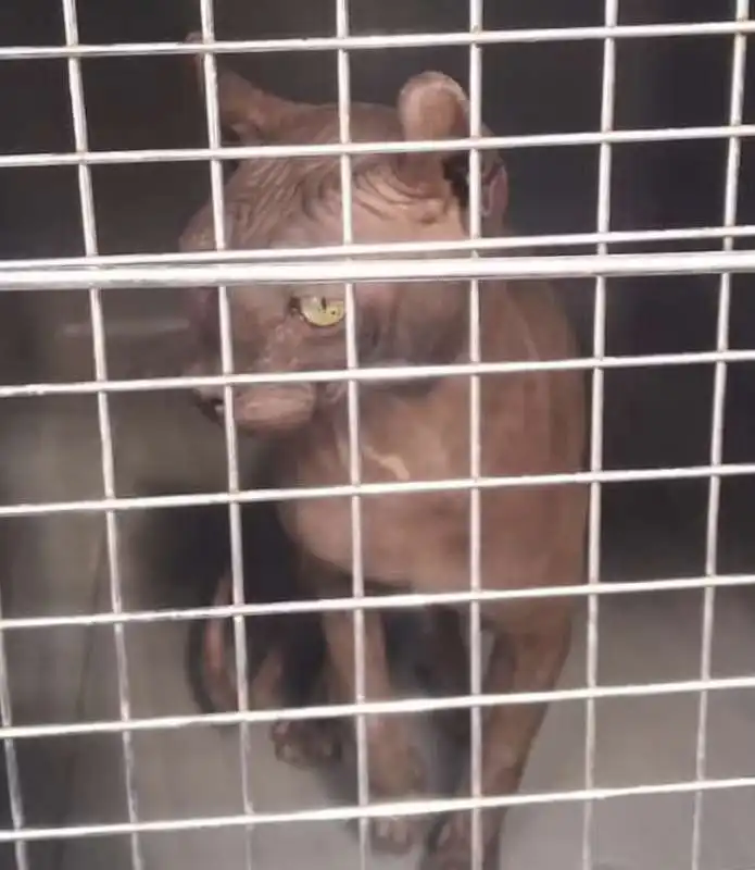 gatto tatuato in un carcere messicano 6