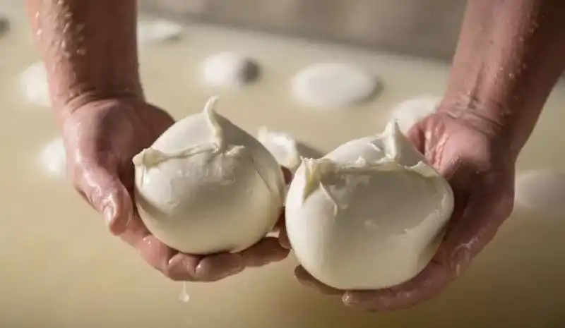 mozzarella di bufala