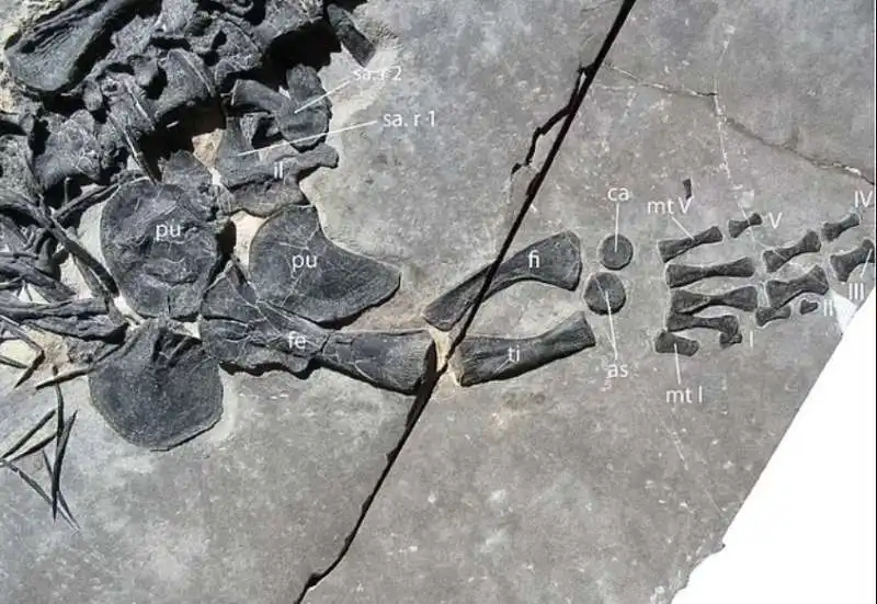 il fossile del dinocephalosaurus orientalis   ritrovamento in cina   2