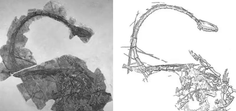 il fossile del dinocephalosaurus orientalis   ritrovamento in cina   3