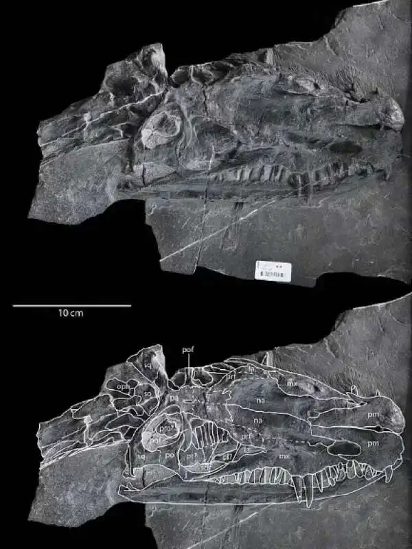 il fossile del dinocephalosaurus orientalis   ritrovamento in cina   5