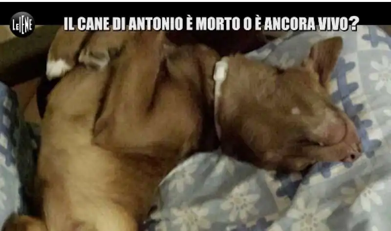 le iene e la storia del cane gustavo 1