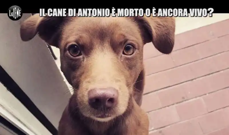 le iene e la storia del cane gustavo 10