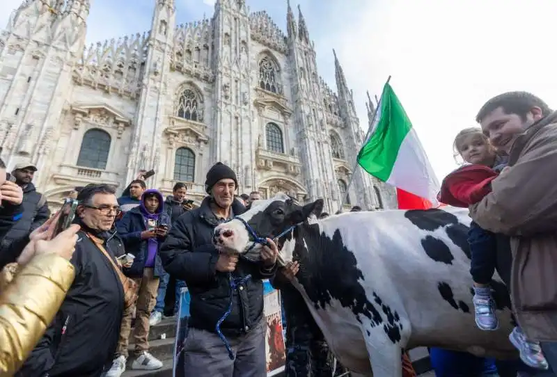 mucca alla protesta degli agricoltori   13