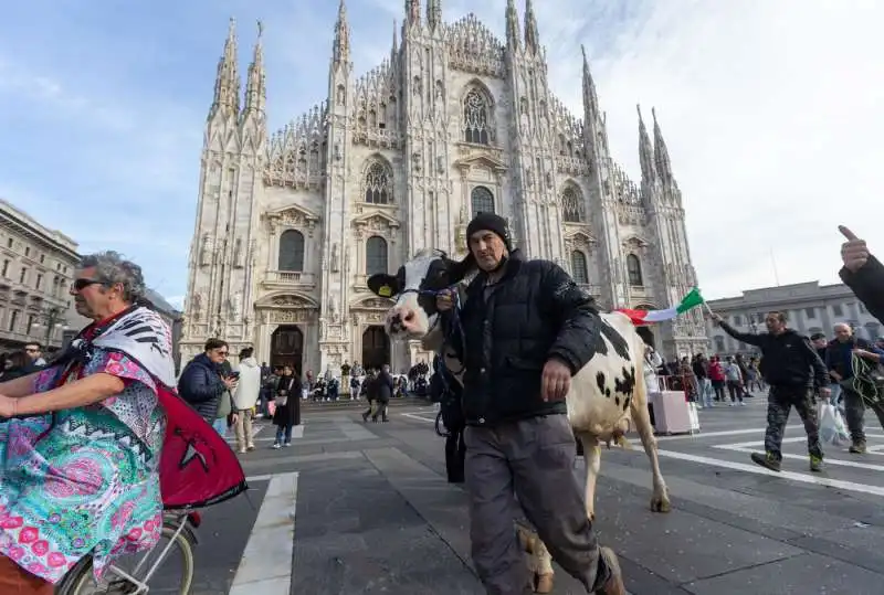 mucca alla protesta degli agricoltori   14