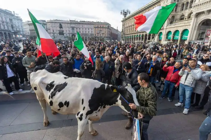 mucca alla protesta degli agricoltori   17