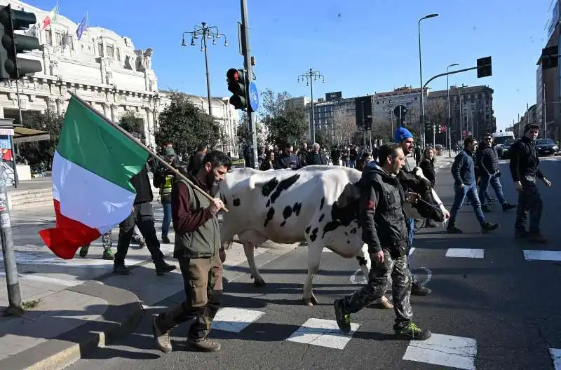 mucca alla protesta degli agricoltori   2