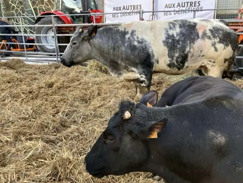 protesta degli agricoltori a bruxelles   3