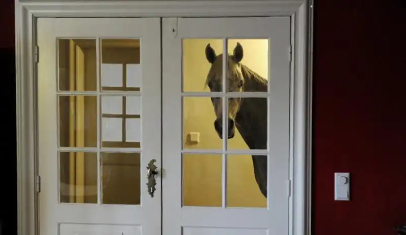 Cavallo arabo in una casa tedesca 