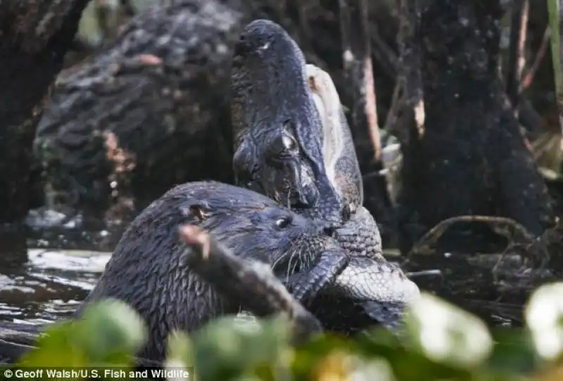 La lontra trascina il rettile sulla riva 