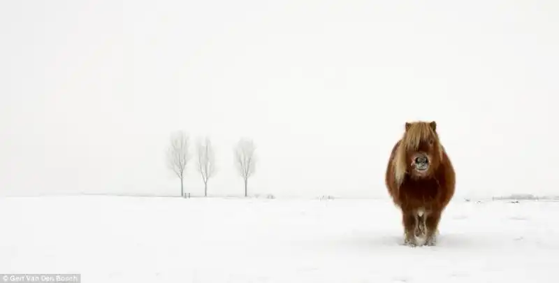 Pony in Scandinavia di Gert Van Den Bosch 