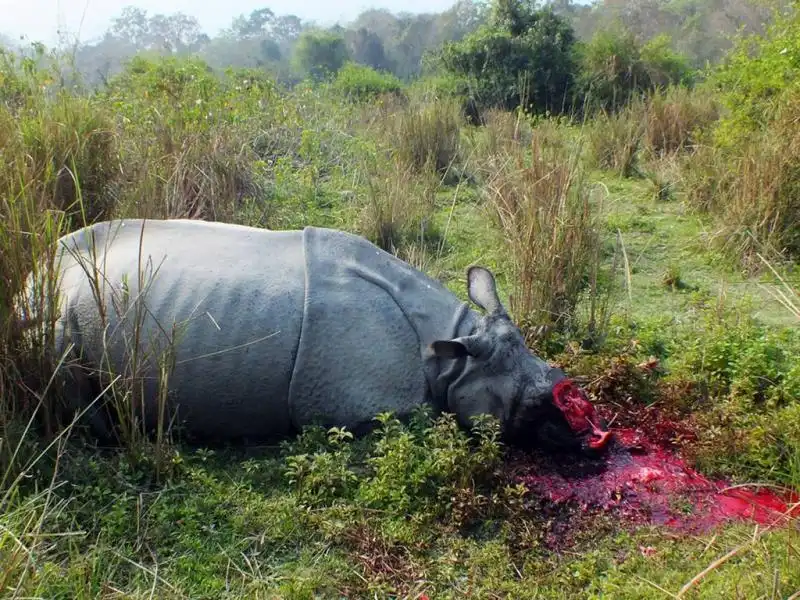 Lo sterminio dei rinoceronti in Africa 