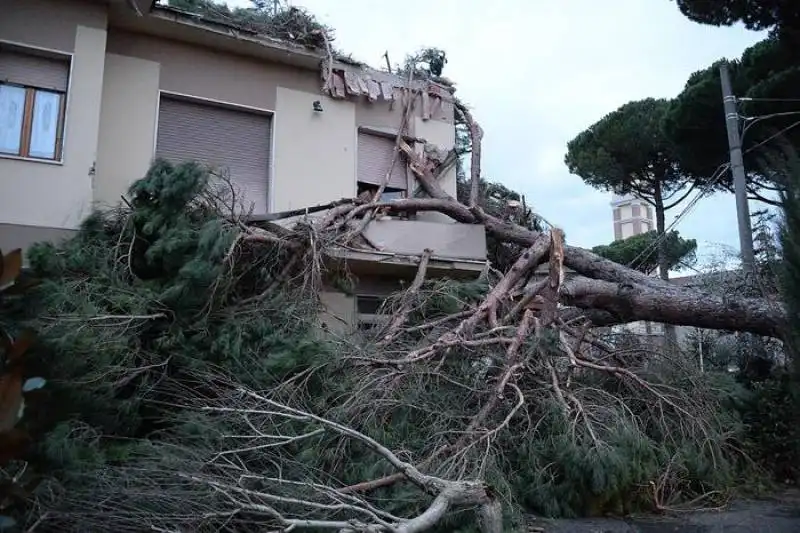 albero caduto in provincia di pisa