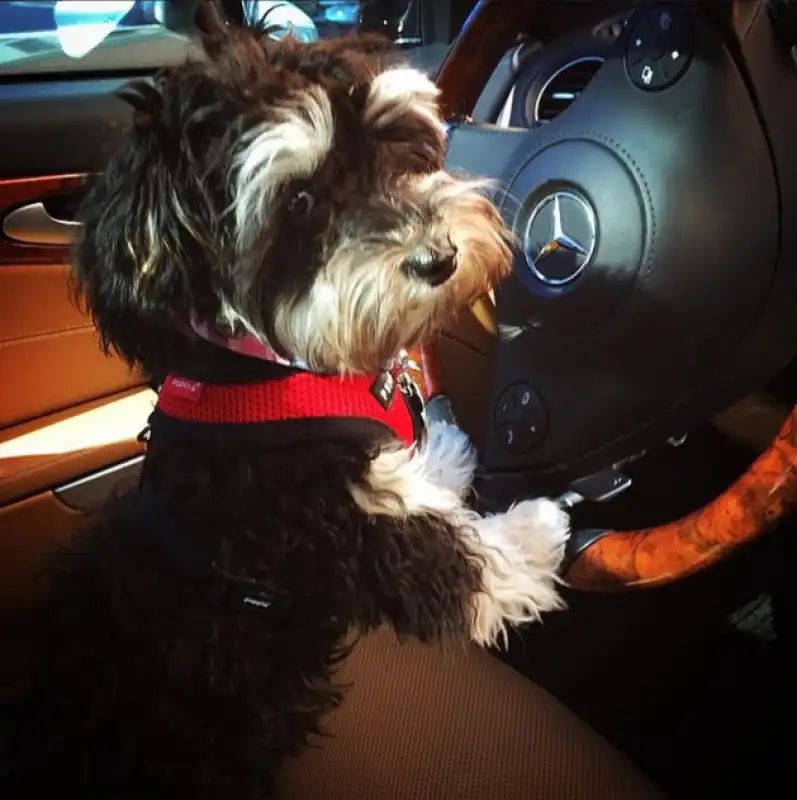 cane alla guida di una mercedes