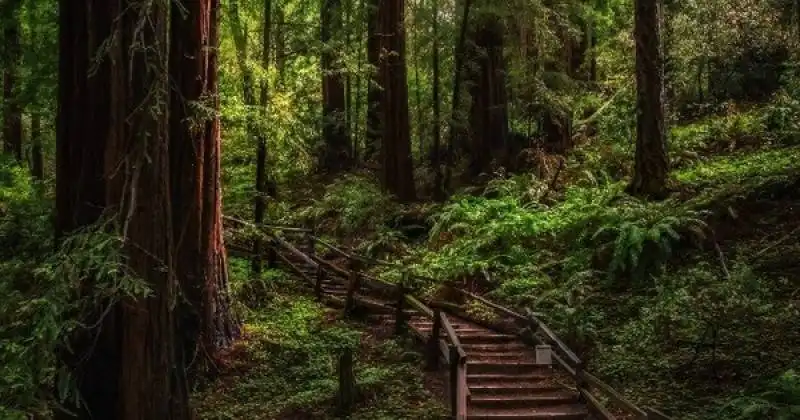 foresta della memoria al posto dei cimiteri