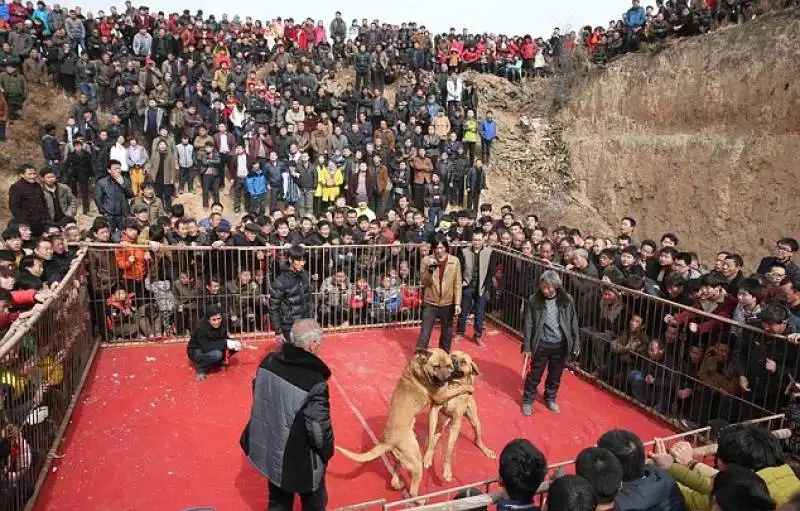 lotte tra cani in cina 2