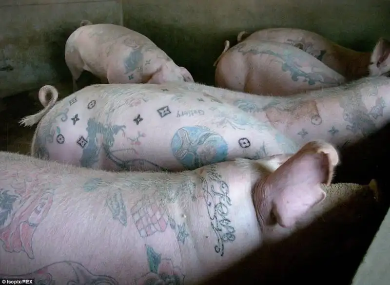 porci con i tatuaggi